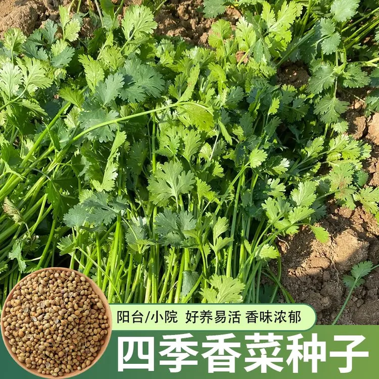 正宗蔬菜种子籽香菜种子芫荽菜种子蔬菜种子耐寒四季速生真老品种