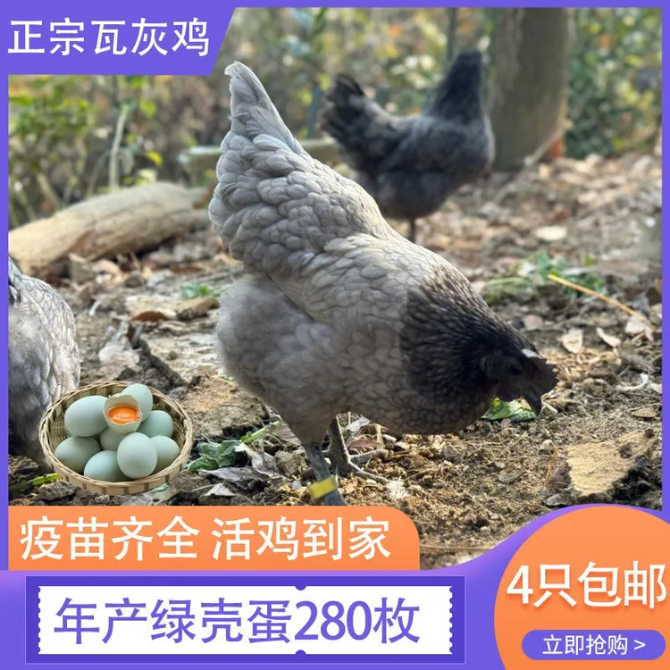 1斤正宗纯种瓦灰鸡苗小脚优质绿壳蛋鸡活鸡包活到家散养宠物鸡