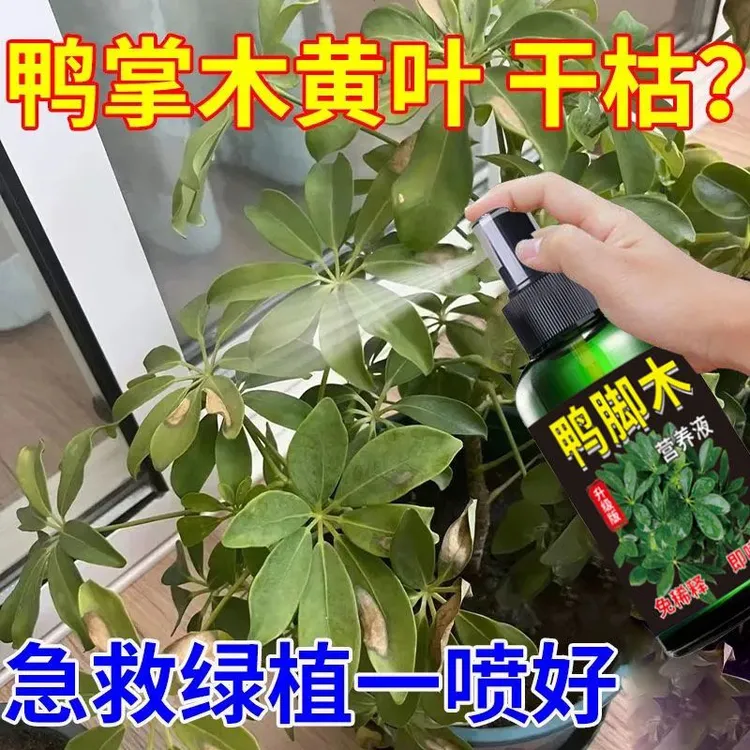 鸭脚木黄叶专用营养液专用肥预防黄叶烂根免稀释八方来财有机肥