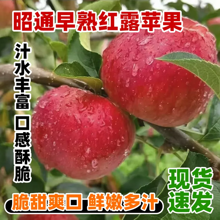 云南昭通丑苹果现摘新鲜脆甜多汁冰糖心营养丰富老少皆可放心食用