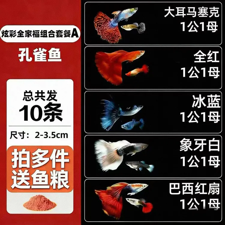 【全家福】小型热带淡水孔雀鱼好养易活适合新手的观赏鱼到家生宝宝