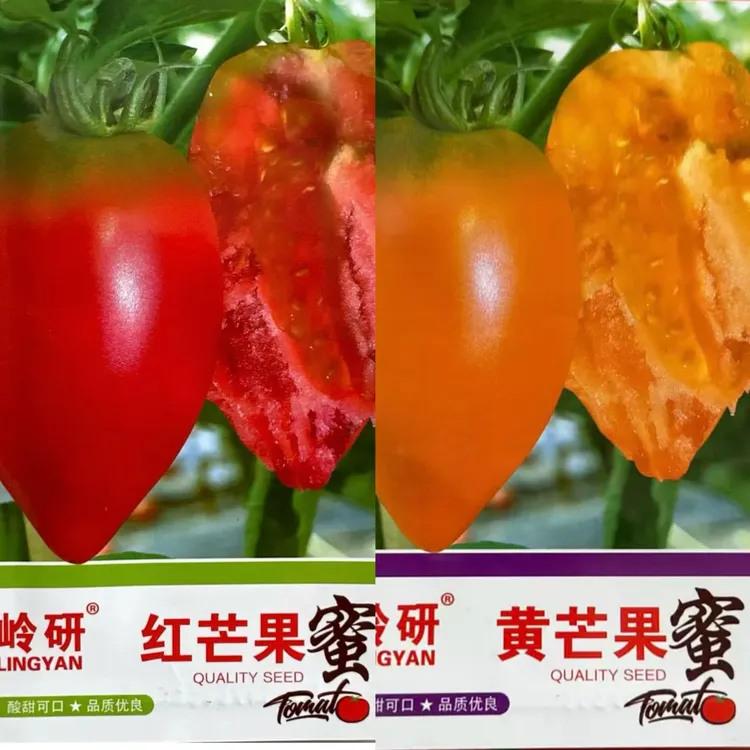 （红黄）芒果蜜番茄种子/红芒果柿子籽/黄芒果柿子籽