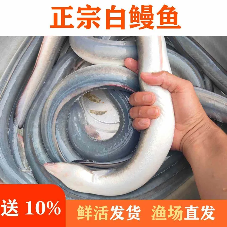 鳗鱼 白鳗鱼 河鳗鱼 鳗鲡 美洲鳗 欧鳗 黑耳鳗鱼 鲜活淡水脆肉鳗