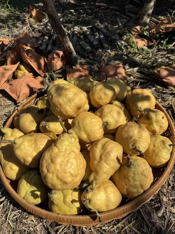 正宗莱阳中华丑梨丑的漂亮甜的放肆不抹药吃软不吃硬
