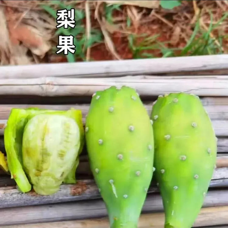 云南高山仙人掌（果实）产地直发香甜可口正在热卖好吃高档水果