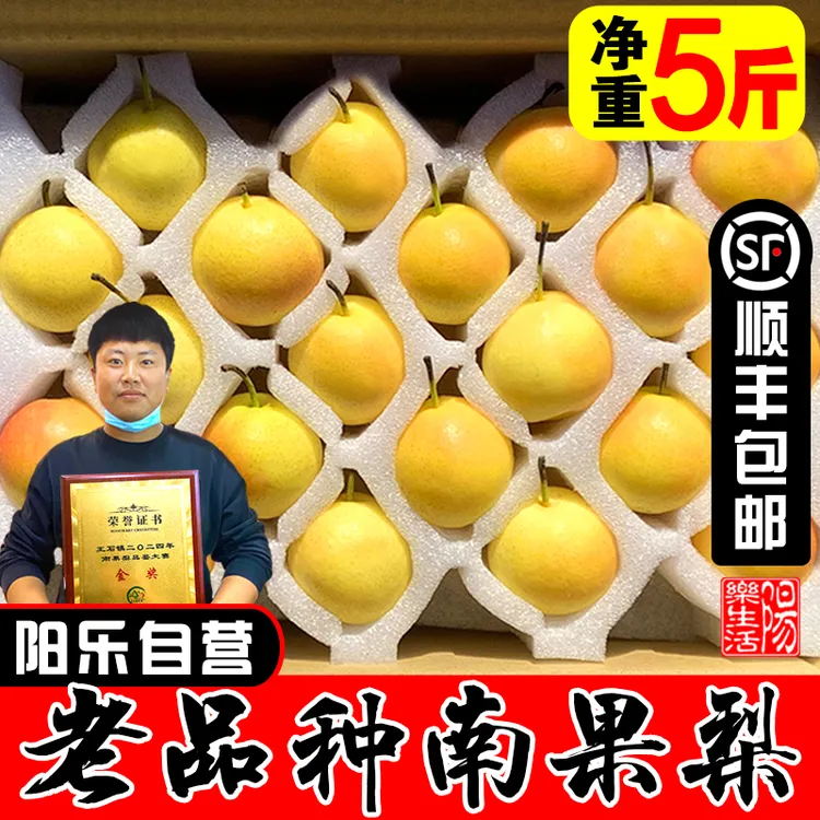 【阳乐自营】正宗鞍山特产南果梨海城南国梨老品种净重5斤顺丰包邮