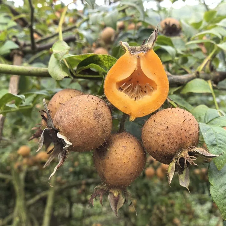 新鲜金刺梨生态金刺梨自然生长果肉厚实酸甜交织 泡酒生吃扎果汁