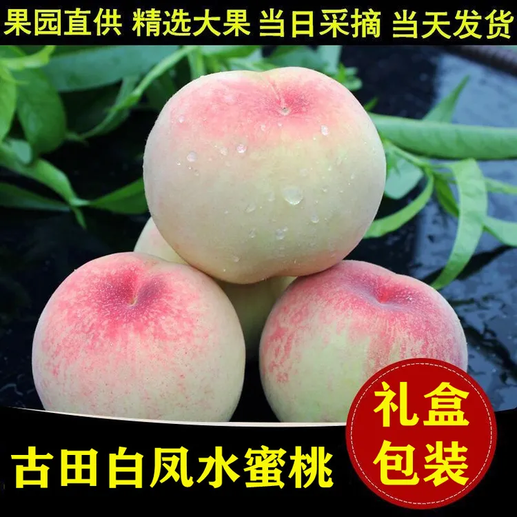 正宗古田白凤水蜜桃子脆甜大桃子当季孕妇新鲜水果5斤10斤礼盒装