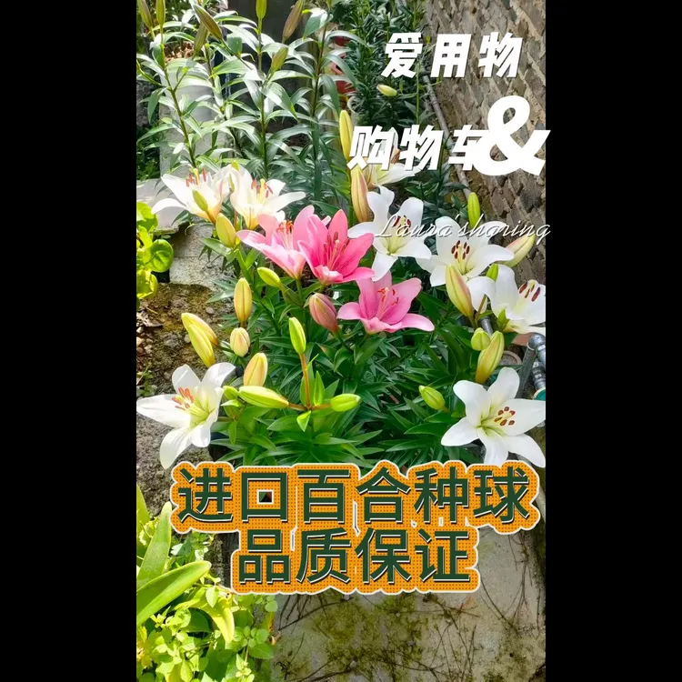 进口香水百合种球四季开花耐寒耐热适合室内种植鲜花净化空气绿植
