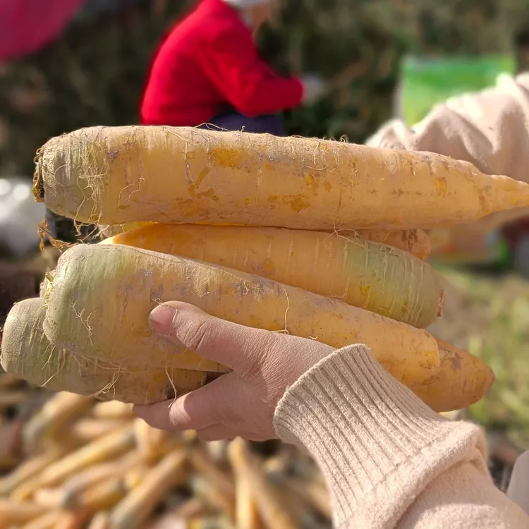 新疆黄萝卜脆甜爽口产地直发新鲜采摘正宗手抓饭炖羊肉汤必备品