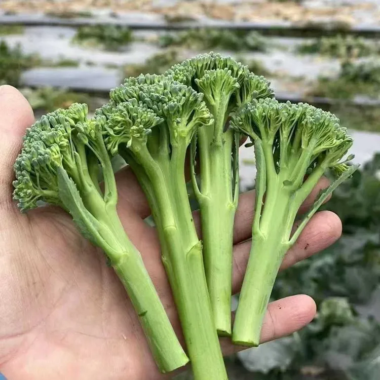 新鲜湖北露天种植甜杆西兰苔长梗西兰花口感鲜嫩清甜当季时令蔬菜