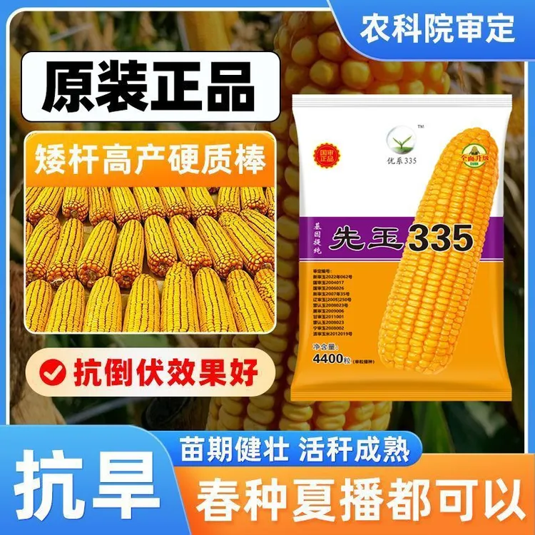 先玉335玉米种子高产大棒抗旱耐涝抗病强品种春播夏播产量种业