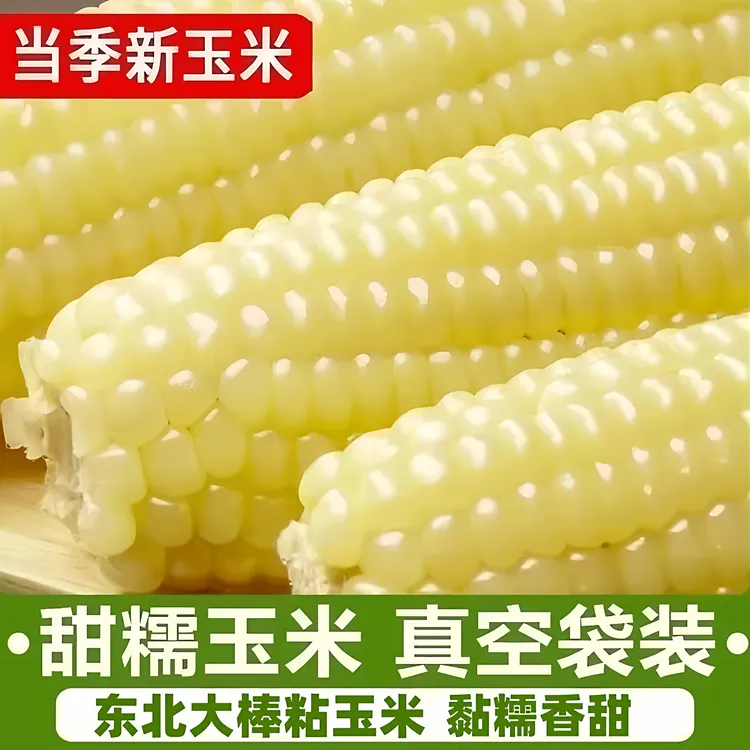 东北头茬白糯玉米粘糯甜糯玉米甜糯大棒真空包装香甜软糯低脂代餐