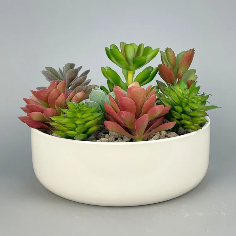 大口径多肉拼盘简约白瓷多肉陶瓷花盆白色清仓捡漏圆形盆栽植物