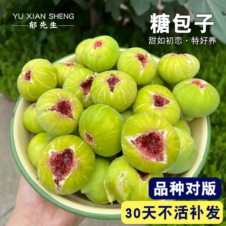 郁先生无花果树果苗特大盆栽四季庭院阳台地栽南北方种植当年结果