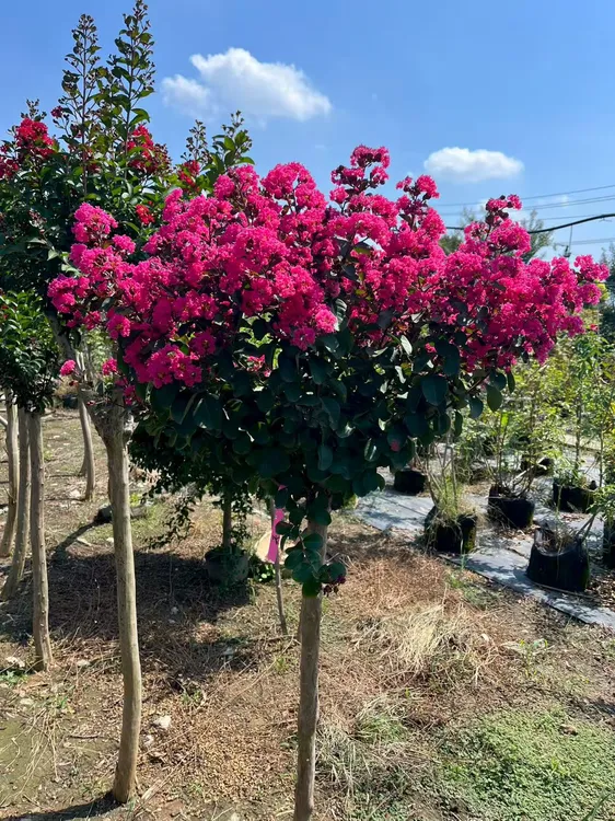 双色红火箭紫薇常年开花花量大耐寒耐旱适用于庭院景观