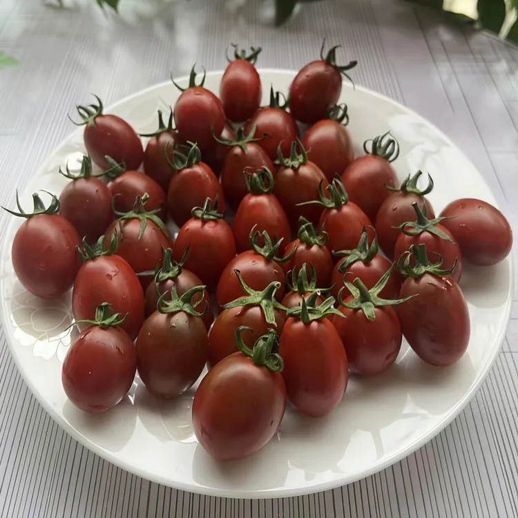 黑小哥番茄种子F1韩国进口咖啡色小番茄种籽香味浓郁阳台蔬菜种孑