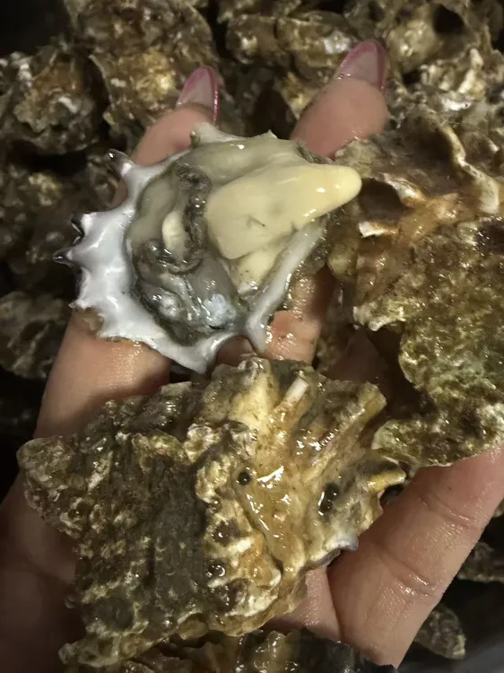 野生江头小蛎子鲜活新鲜10斤海鲜即食水产