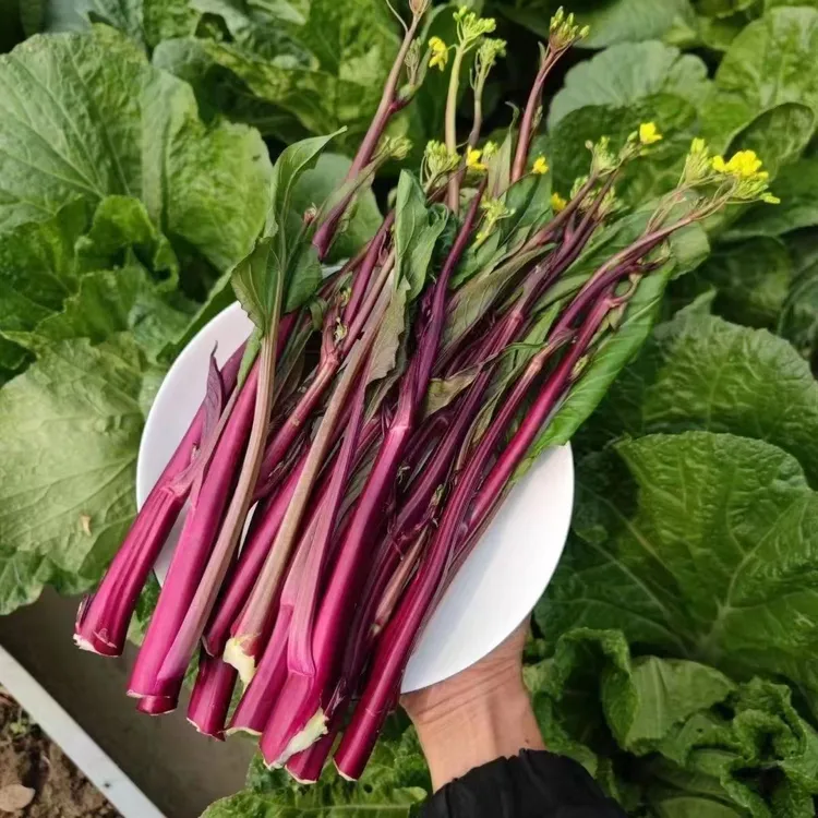 湖北当季新鲜现摘红菜苔紫菜苔脆嫩带叶农家蔬菜