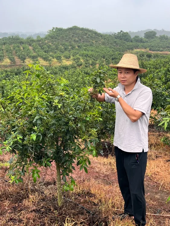 耒阳农家自种新鲜青花椒清香麻椒