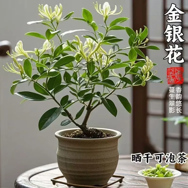 金银花苗爬藤植物可食用药用盆栽四季开花耐寒花卉黄白金银花树苗