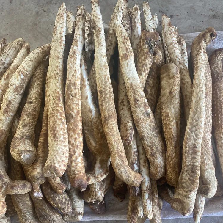 阿拉善巴丹吉林核心产区直供 整根荒漠肉蓉