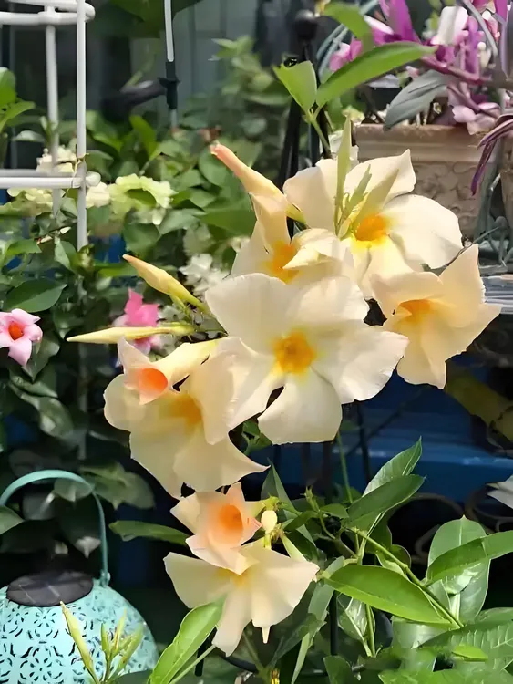 飘香藤盆栽多年生爬藤植株耐热花卉阳台美观带花带花苞发货马蹄莲