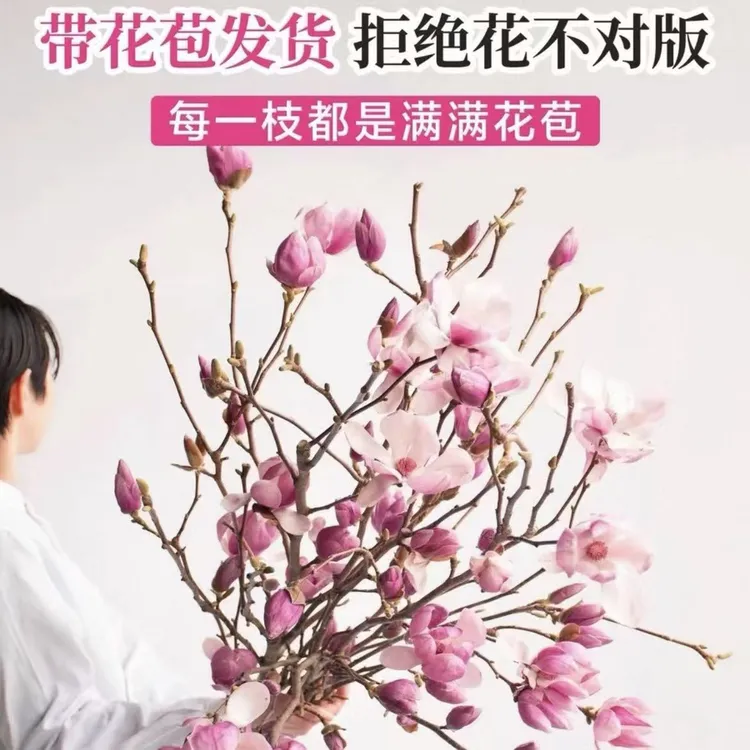 【遇水开花】水培植物白玉兰紫玉兰鲜花鲜切花带花苞室内好养绿植