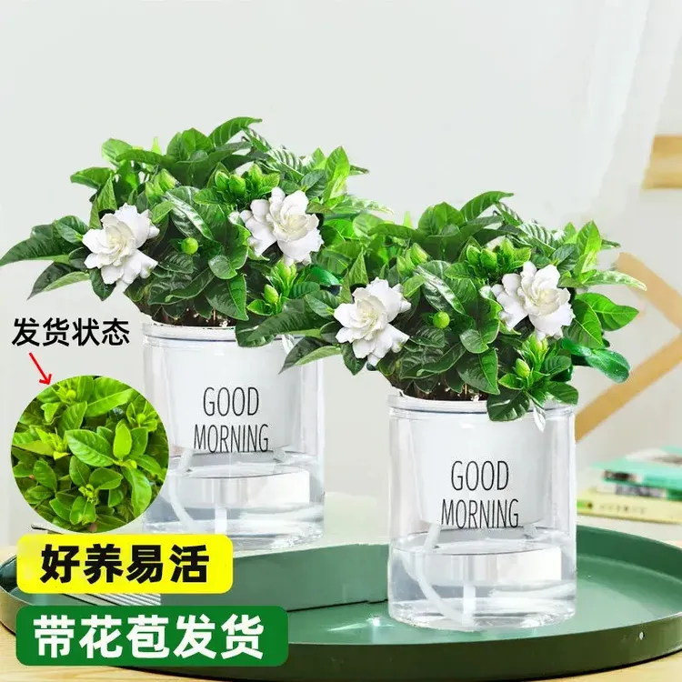 买一送一四季栀子花开花植物浓香室内简易杯绿色美观盆栽花卉绿植