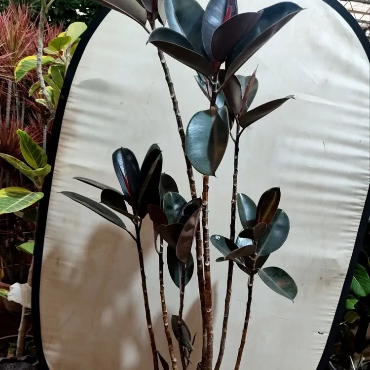 黑金刚橡皮树盆栽室内净化空气四季常青型绿植