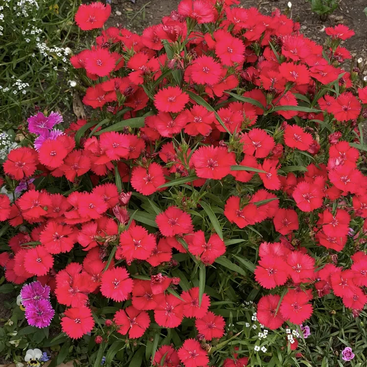 【两盆装】红色石竹盆栽花卉颜色鲜艳室内室外易养护发货快