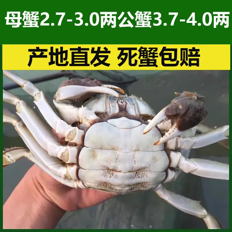 活蟹江苏大闸蟹公蟹3.7-4.0两5只母蟹2.7-3.0两5只特大螃蟹礼盒装