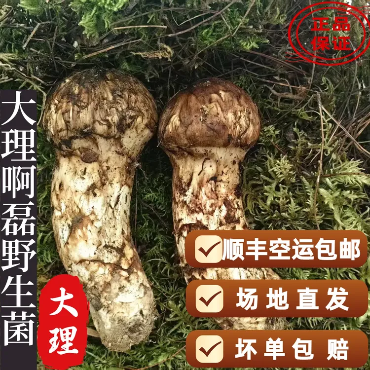 中秋节礼盒大理凤仪核心场地直发精品新鲜菌子松茸顺丰空运包邮