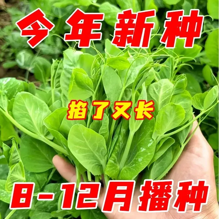 【豌豆尖种子】无须豌豆苗四季种植可水培土培阳台盆栽龙须蔬菜种籽