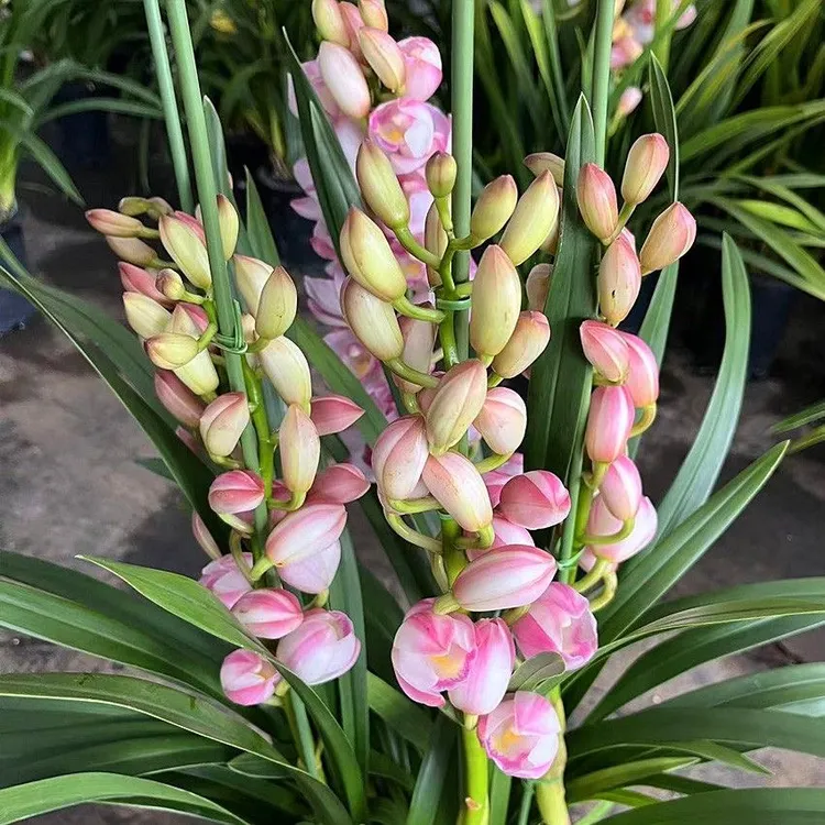 （六朝金粉）大花蕙兰年宵花粉红色室内客厅清香型绿植盆栽带花苞