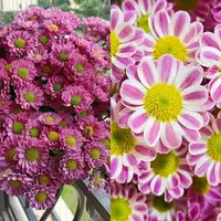 【两盆装】小菊花盆栽颜值高花期长耐晒庭院阳台新手易养护