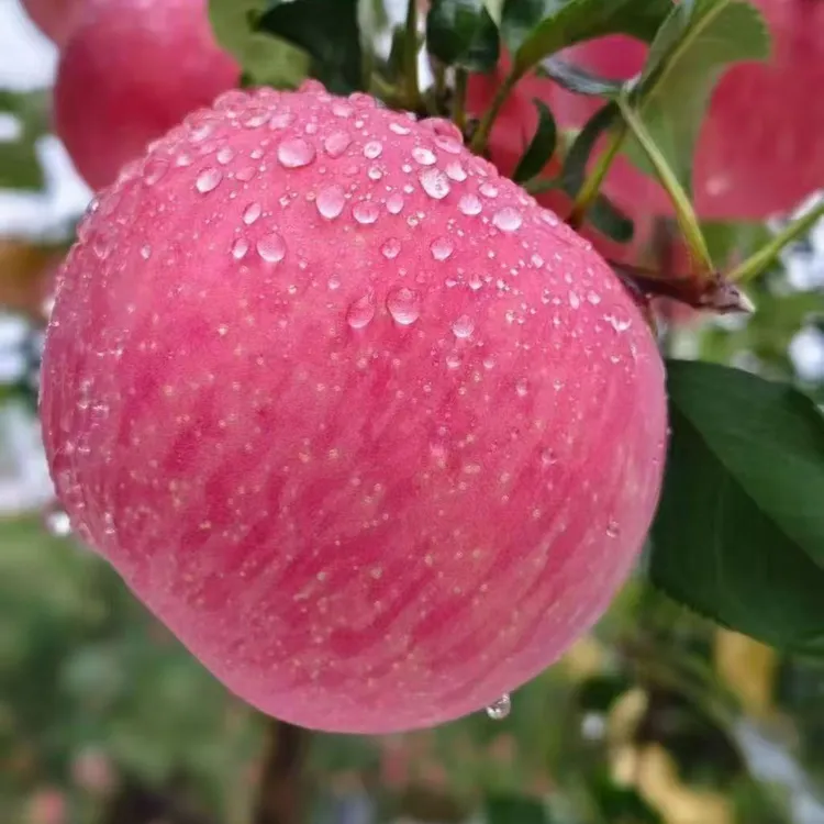 山西吉县黄河壶口红富士苹果水果脆甜转移多汁济南日报计划2025