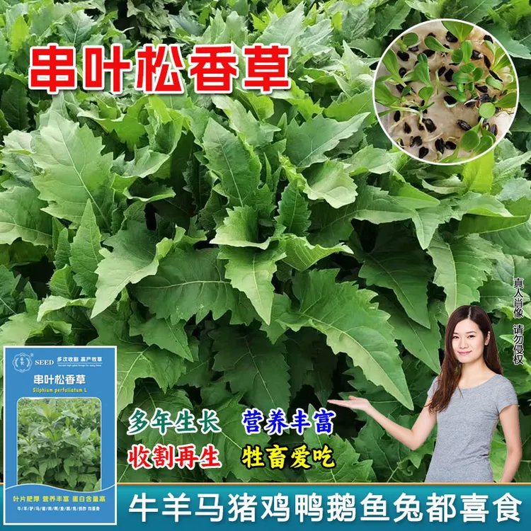 串叶松香牧草种子多年生大叶片高蛋白阔叶菜草种籽南北方均可种植