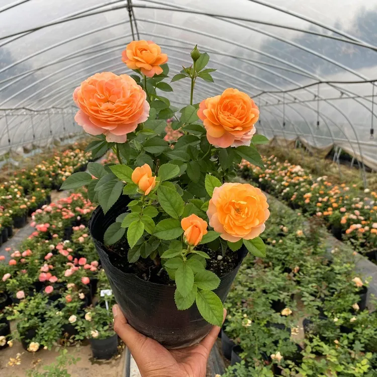 盆栽灌木月季花苗果汁阳台浓香型花卉植物庭院蔷薇玫瑰花苗带花苞