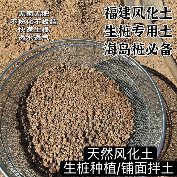福建海岛风化土风化石生桩种植专用土春花栀子花生桩老桩盆景
