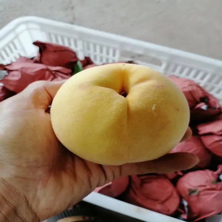 （顺丰快递）湖北现摘金秋脆蜜桃脆甜多汁新鲜采摘发货