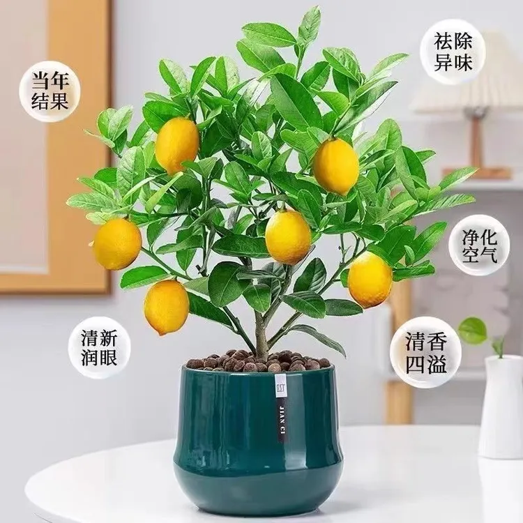 香水柠檬树苗盆栽老桩可室内外种植四季香水柠檬苗