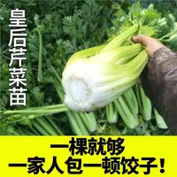 四季皇后大肉芹苗秧带土球实心西芹种子根芹红香芹蔬菜苗盆栽庭院