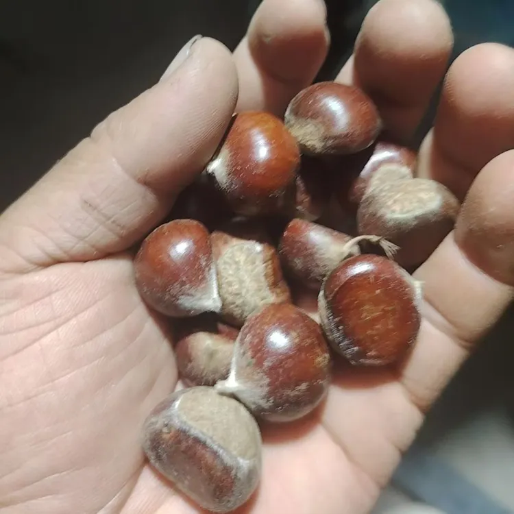 新鲜高山老树板栗当季现摘带壳生栗子美味零食坚果