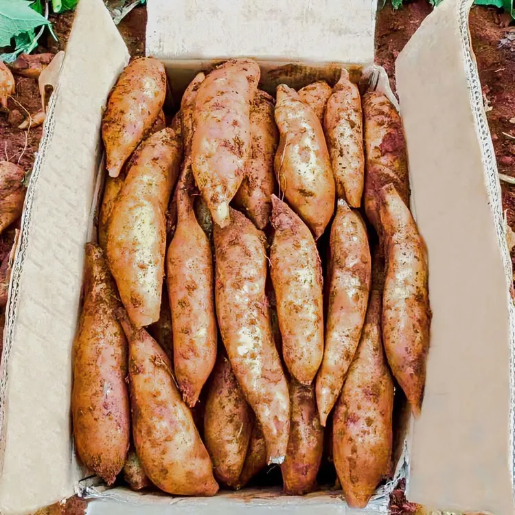 【现挖】头茬云南正宗黄心红心天山雪莲果新鲜脆甜多汁水果整箱批发