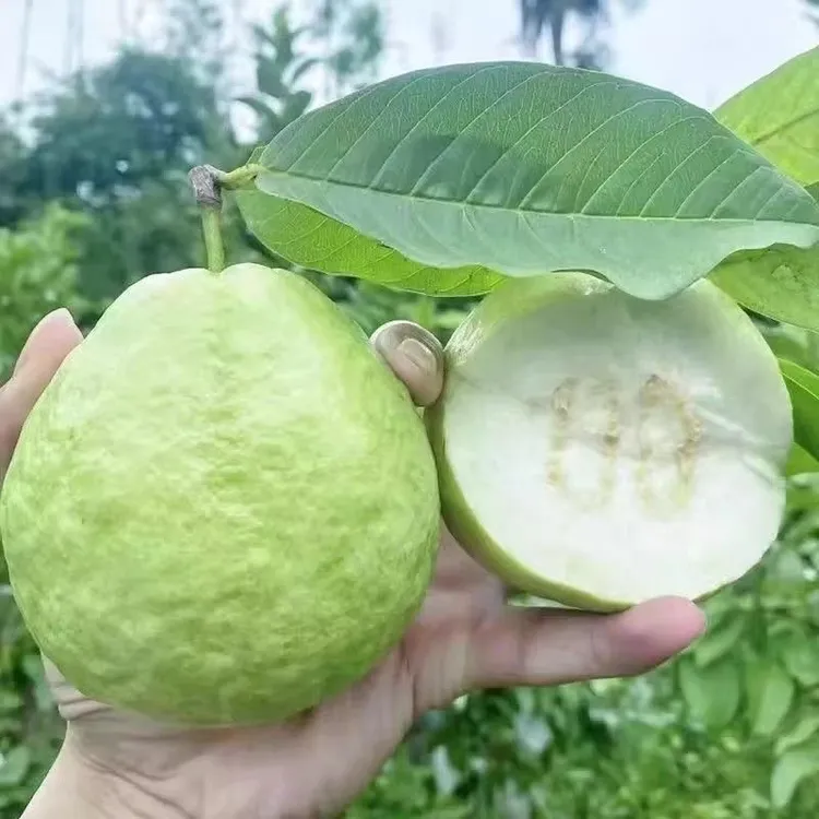 结果快番石榴芭乐果树苗嫁接正宗四季珍珠红白肉红宝石苹果盆栽