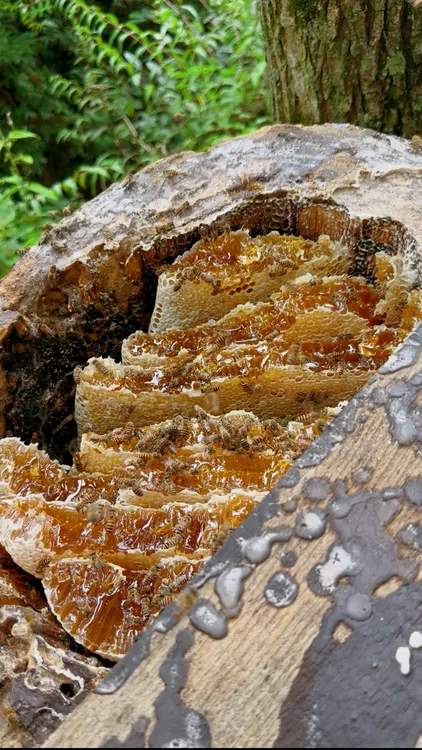 野生蜂巢 深山成熟蜂巢