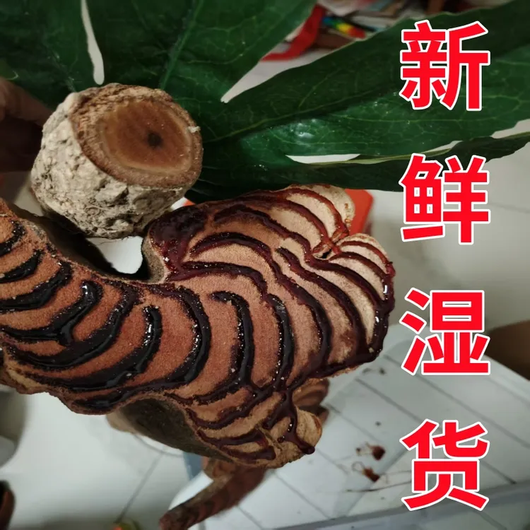 《热卖》【一号特大藤/现切/新鲜湿货】广西野生鸡血藤煮水 煲汤泡酒 