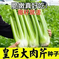 AA大肉西芹种子寿光皇后芹菜种子香芹菜种子高产蔬菜种子籽