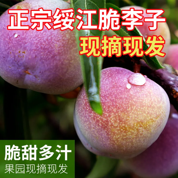 云南绥江半边红李子新鲜现摘当季水果脆甜多汁空心脆甜李